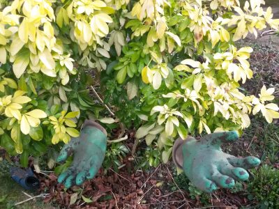 green gloves bush 2018